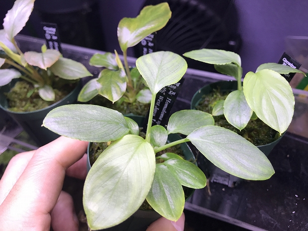 最新エルメス 専用 同梱割セット 緑銀 Java West sp. Homalomena 植物 